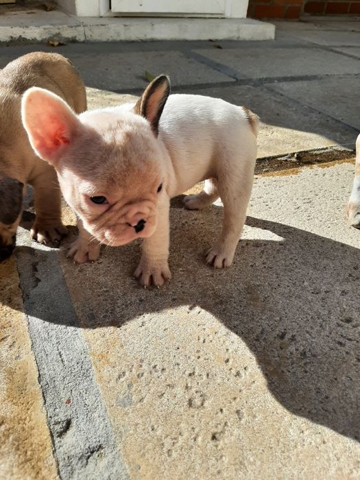 Buldog Blue&fawn pead