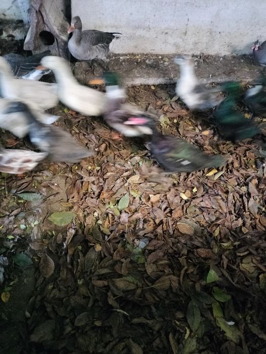 Kaczki staropolskie dworka kajuga mix