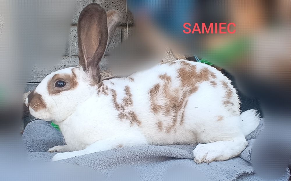 Króliki Rex  Samiec
