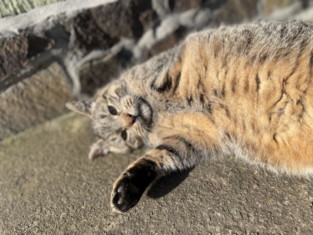 Котик трилапий у добрі руки