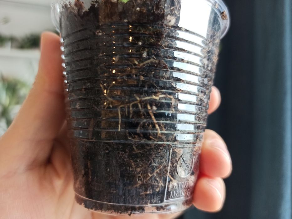 Hoya Sarawak Cream