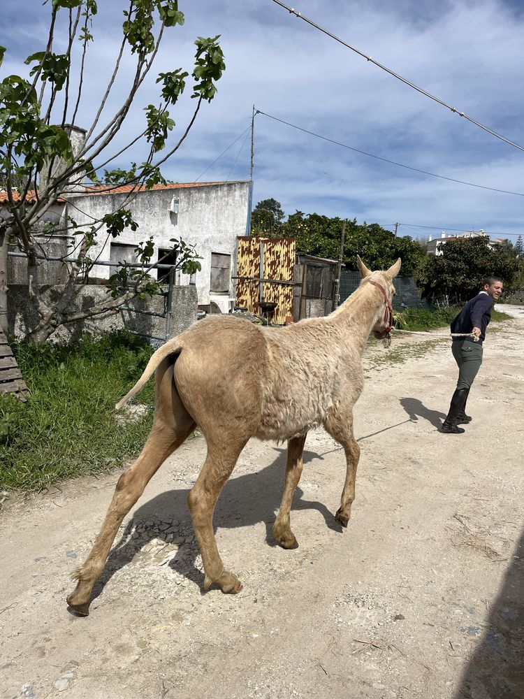 Poldro palomino 10 meses