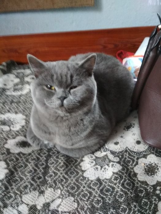 Шотландський прямовухий