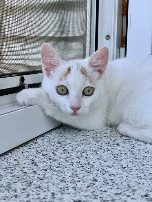 Кошеня шукає родину