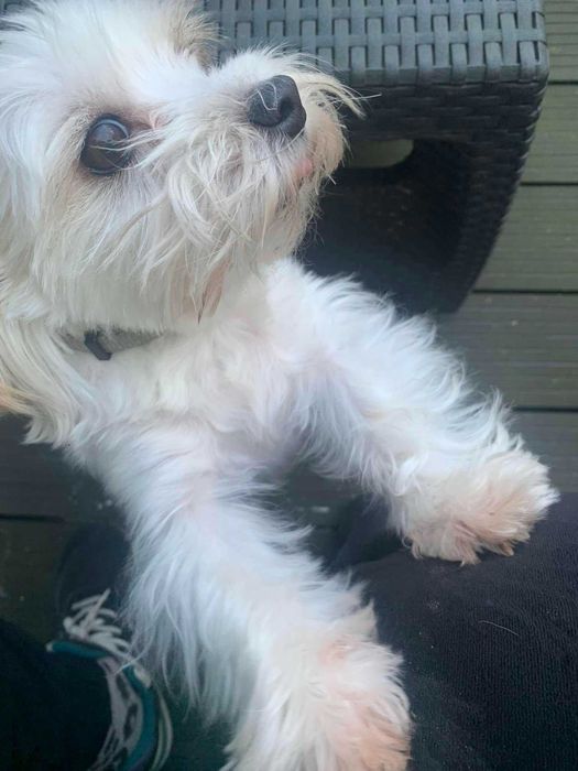 Petsitter Warszawa, opieka nad psem i kotem, domowy hotel dla psa