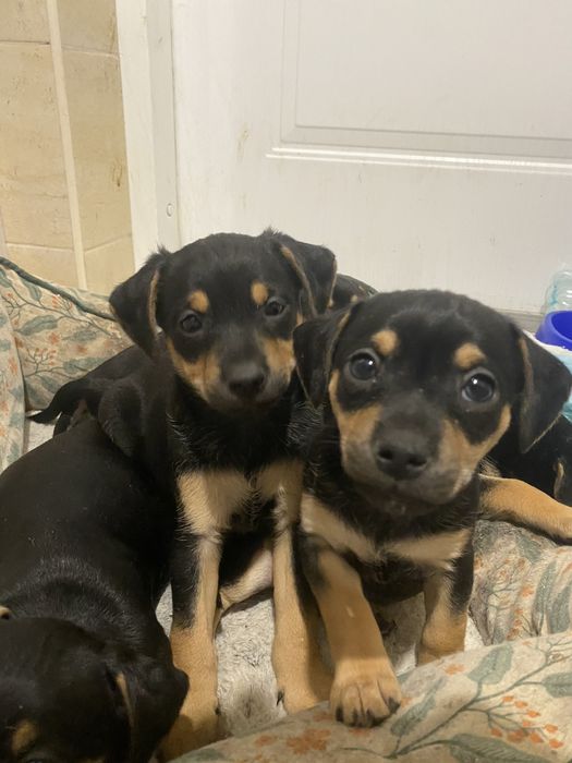 Szczeniaki do przygarnięcia