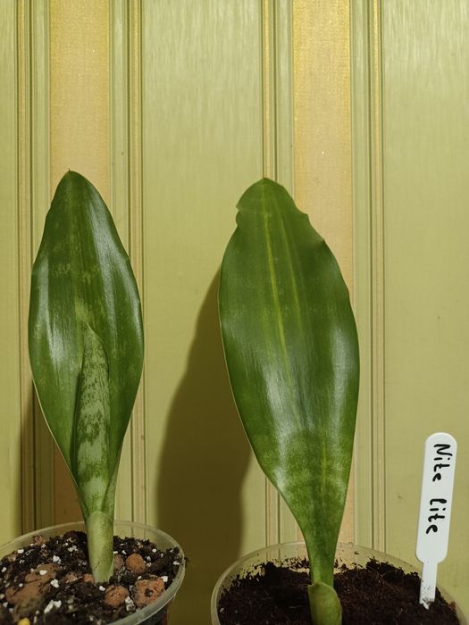 Сансевиерии: Masoniana Congo,var;Nite lite,Aubrytiana Dragon, Manolin