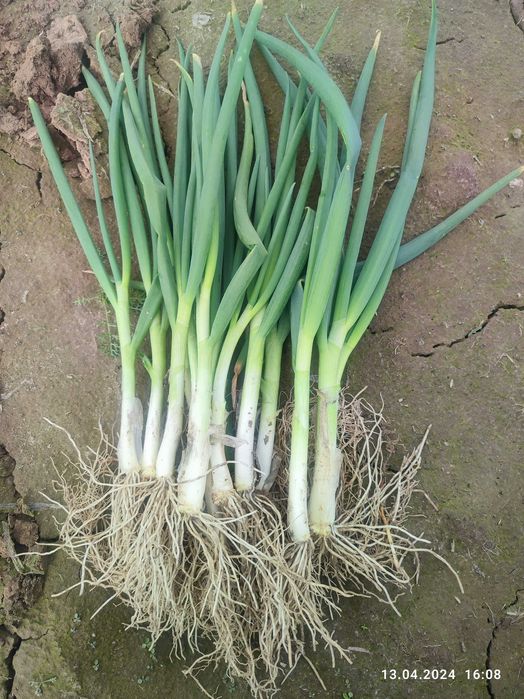 Зелена цибуля перо