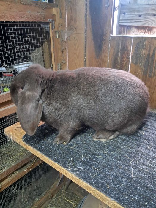 Baran francuski hawana