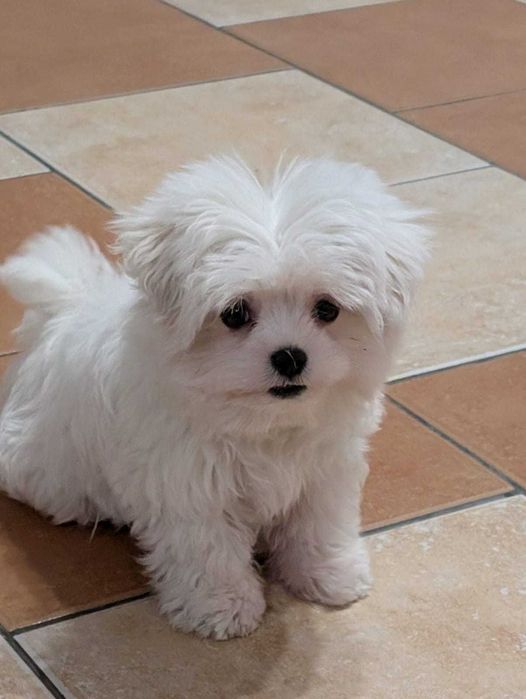 Maltańczyk miniaturka