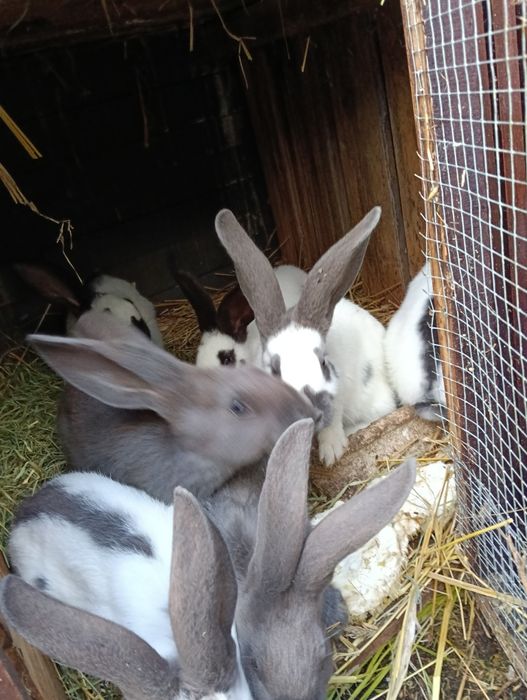 Króliki srokacz olbrzym niemiecki