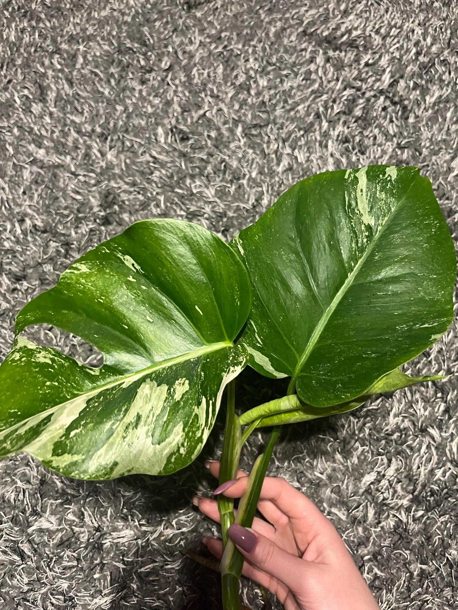 Sadzonka szczytowa Monstera variegata