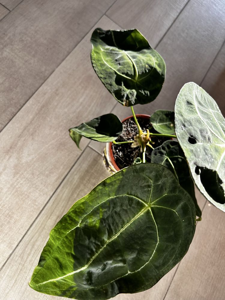Anthurium Forgetti