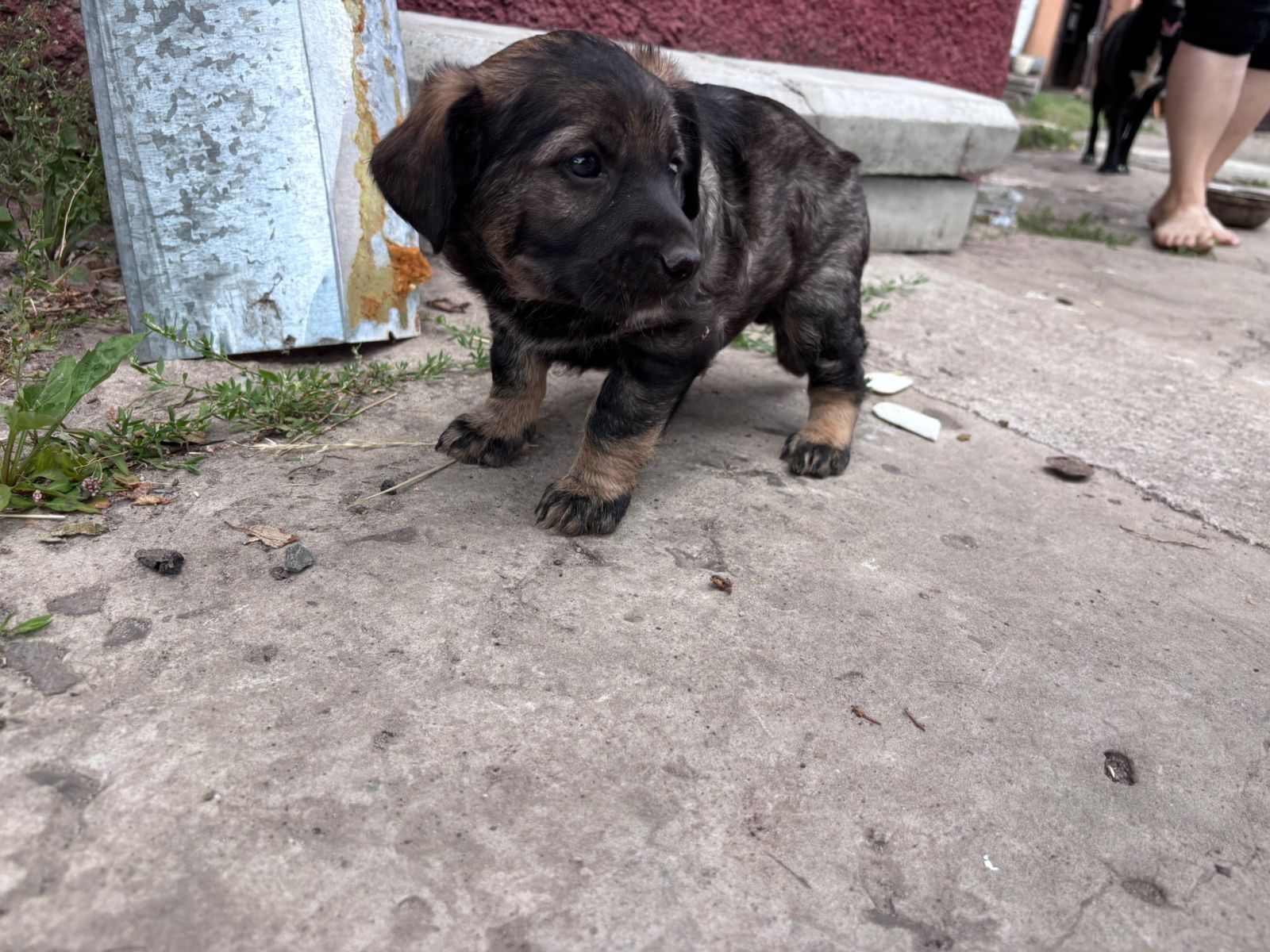 Цуценята красиві милі