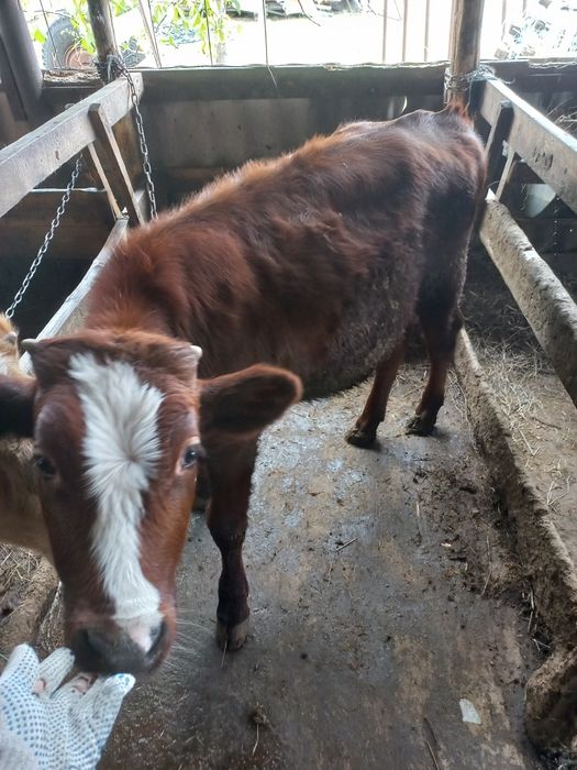 Продам бичків на відгодівлю