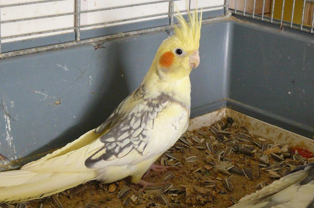 Papugi nimfy młoda ,  tego roczna , niespokrewniona para