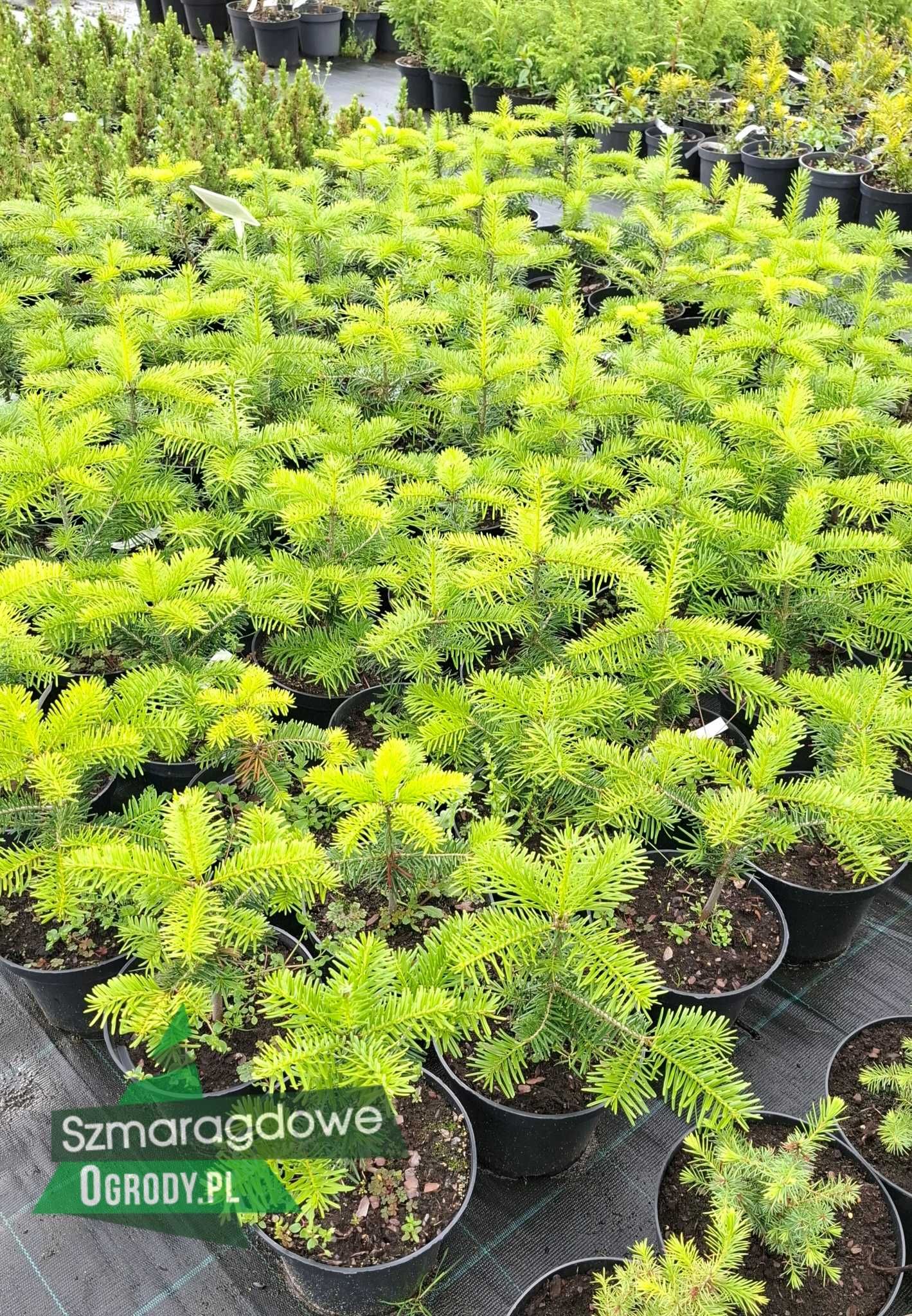 Jodła kaukaska - Abies nordmanniana DONICA C2 PROMOCJA