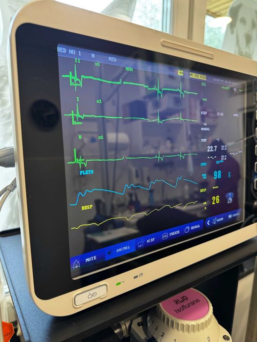 Kardiomonitor weterynaryjny dla zwierząt, monitor funkcji życiowych