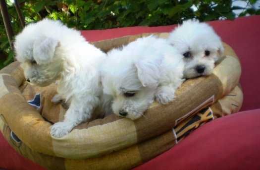 Uroczy maltańczyk piesek chłopiec Rodowód