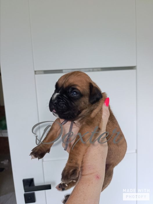 Pies szczeniak szczenię samiec bokser boksery szczeniaki