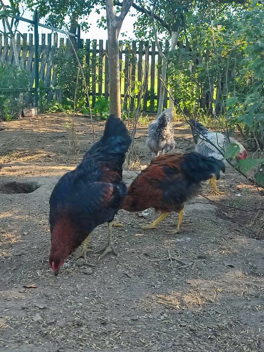 Продам молодих півнів