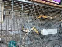 Vendo lote de 25 canarios
