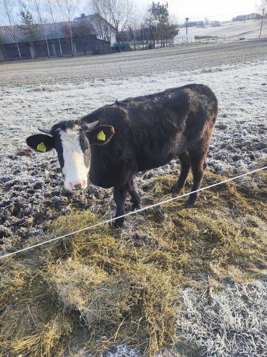 Jałówka mleczna do zacielenia