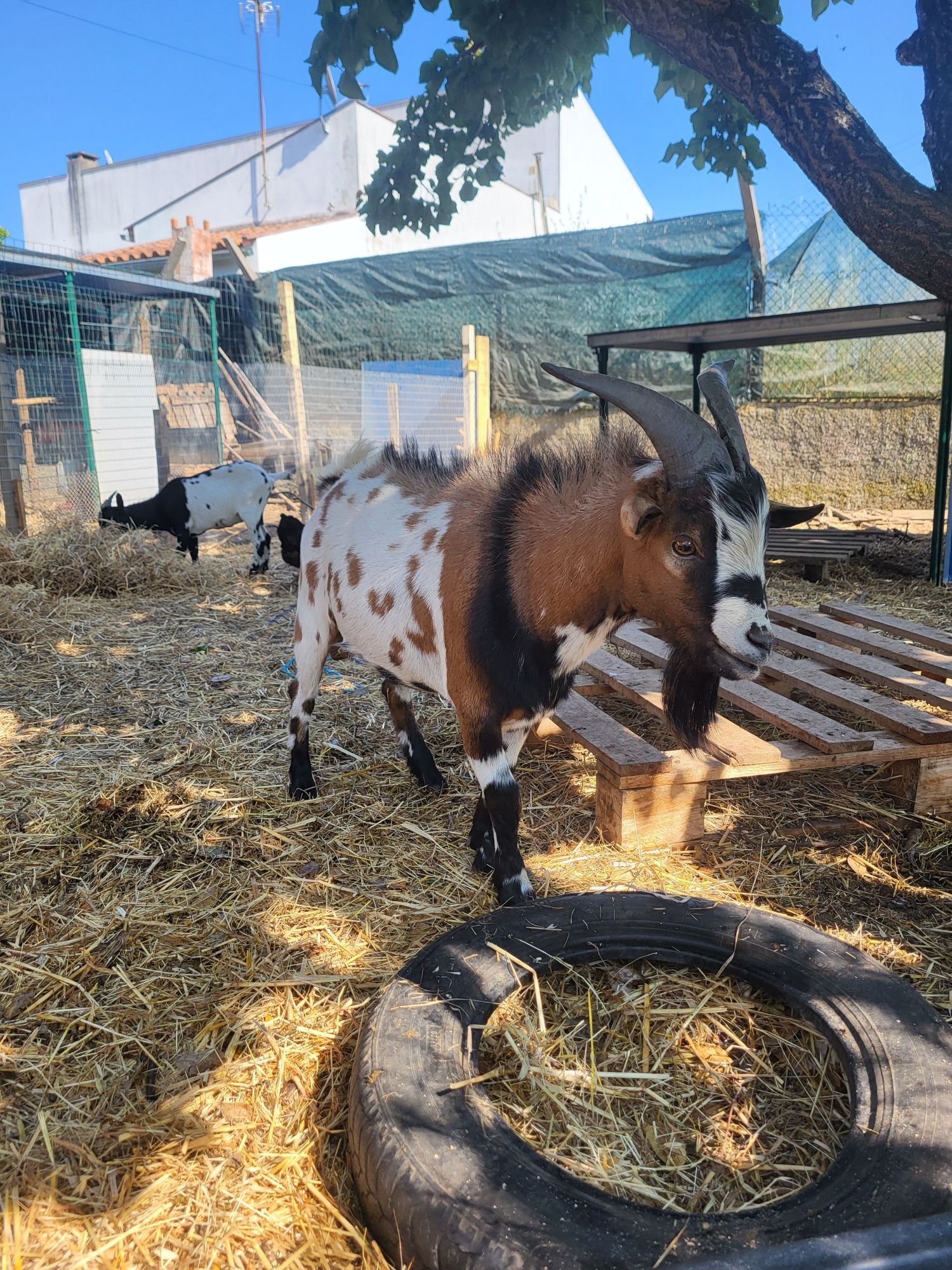 Vendo cabras anãs tricolores adultas