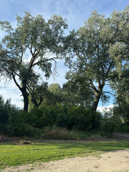 Oddam drzewo za wycinkę