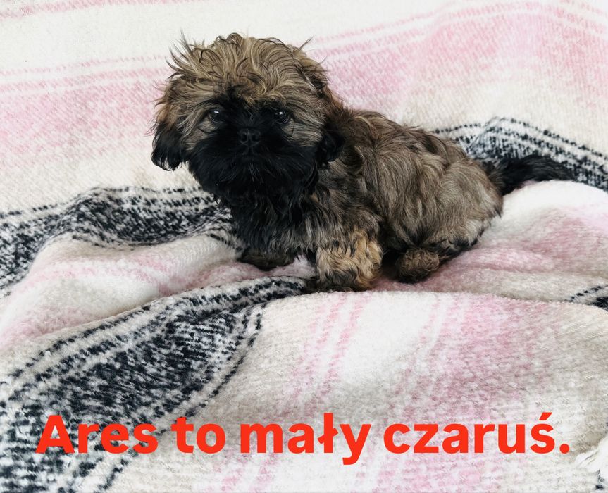 Shih Tzu, Ares z rodowodem