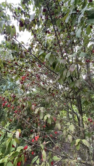 Ділянка 12,5 сот. м. Обухів, ж-м Лукавиця.