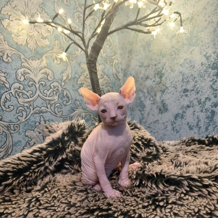 Продам Канадський сфінкс, дівчинка.