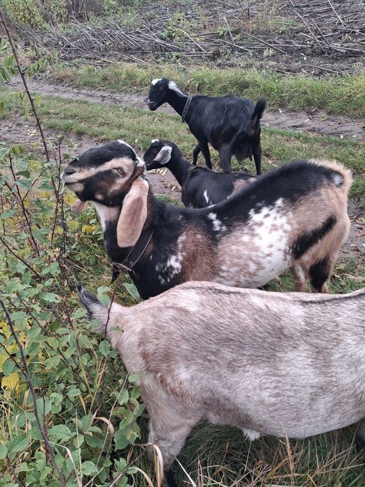 Козоик 100% нубієць