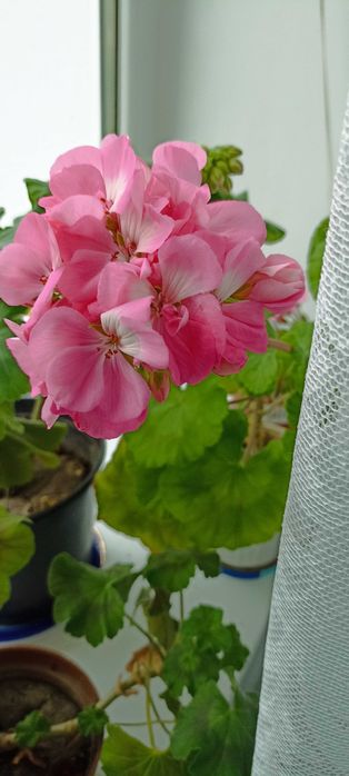 Продам кімнатні квіти