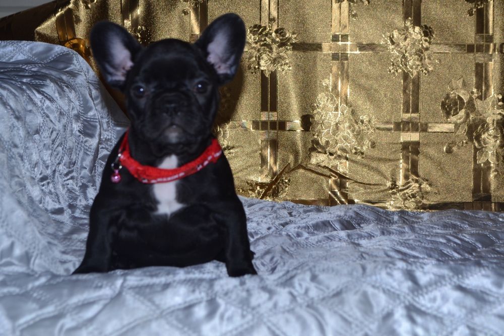 Чорненька красунічка!