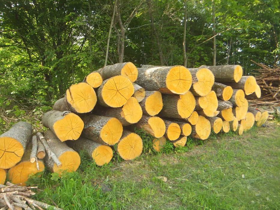 sprzedam klody jesonowe