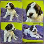 Lagotto Romagnolo FCI – biało-brązowa suczka, miot STRANGER, Trufflove