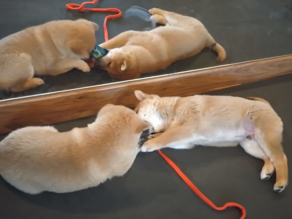 Shiba inu śliczne pieski i suczki ZKwP/FCI