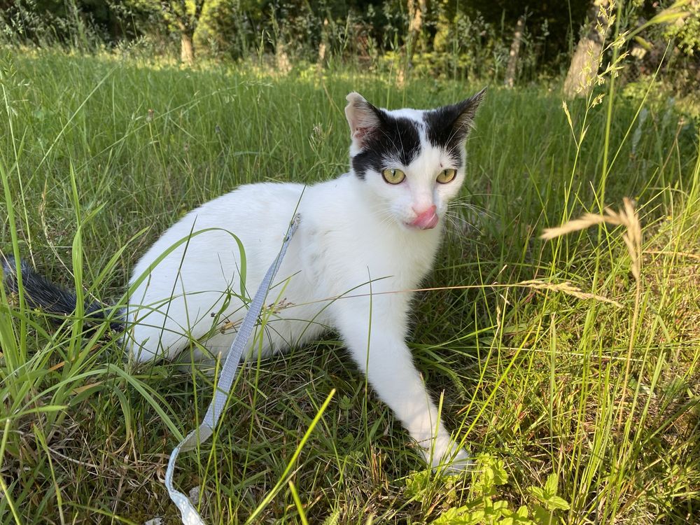 Kotek szuka domu - Feluś prosi o dom adopcja