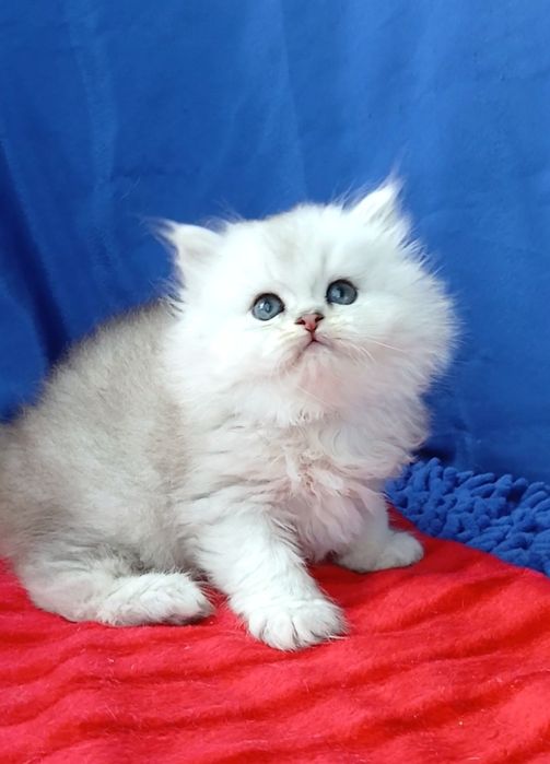 Девочка Серебристая шиншилла длинношерстная британская