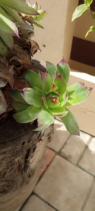 Продам саженцы растений