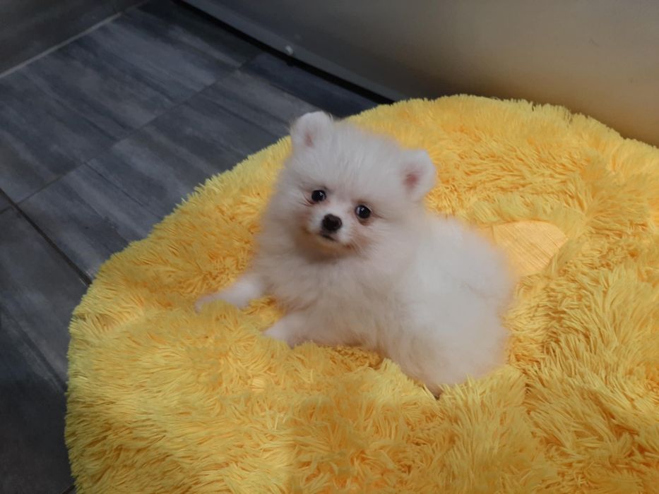 Szpic miniaturowy pomeranian chlopak