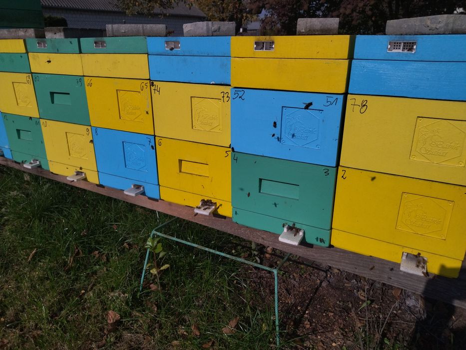 Miód lipowy na przeziębienia 950gram