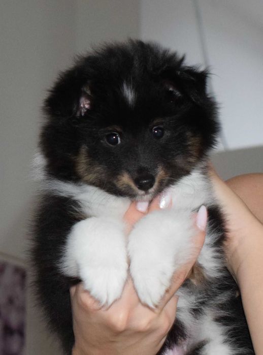 Owczarek szetlandzki sheltie z metryką ZKwP/ FCI skoczny jak piłeczka