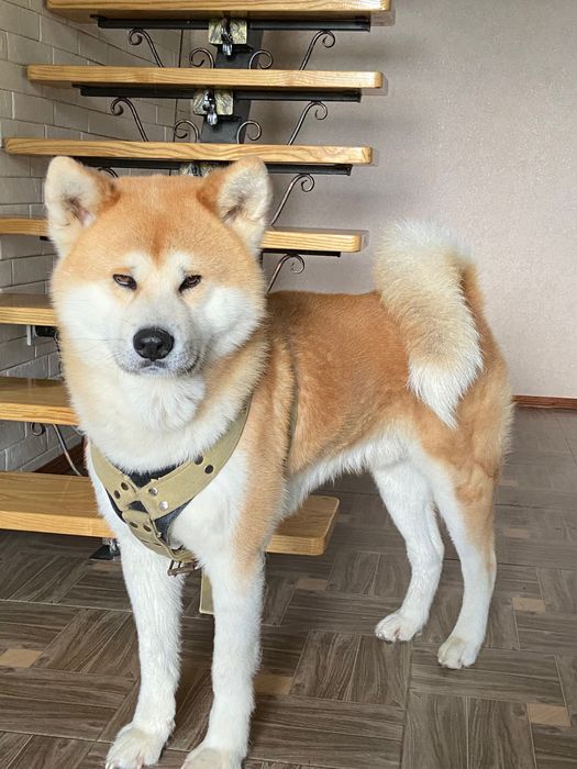 В’язка Акіта іну хлопчик