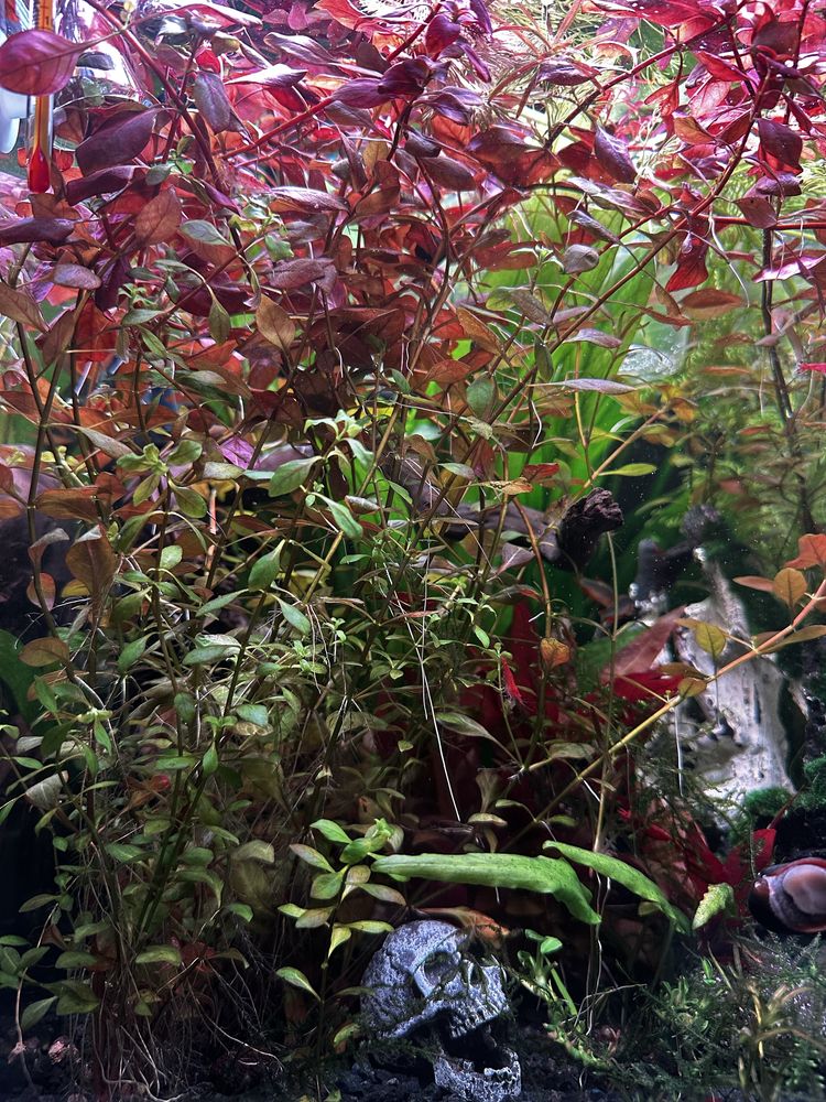 Ludwigia sp mini red roślina akwariowa