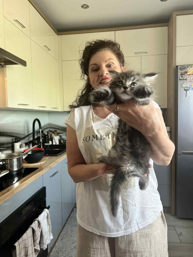 Piękne Kotki Maine Coon