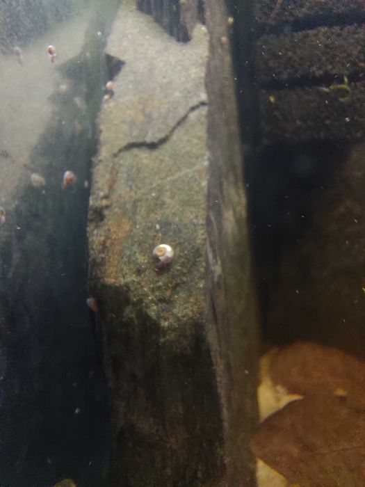 Ślimaki akwariowe - zatoczki - pakiet 10 szt. WYSYŁKA!