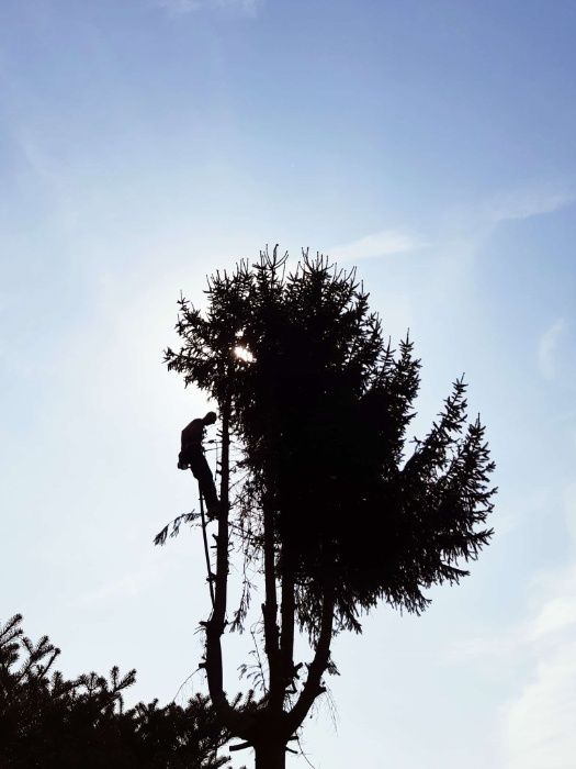 Wycinka drzew , usługi rębakiem,  podnośnik koszowy, frezowanie pni,