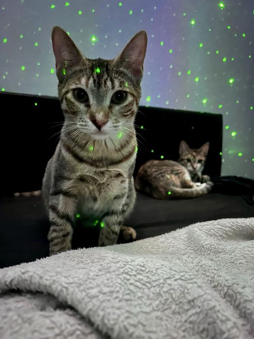 2 Bebés fêmeas para adoção responsável